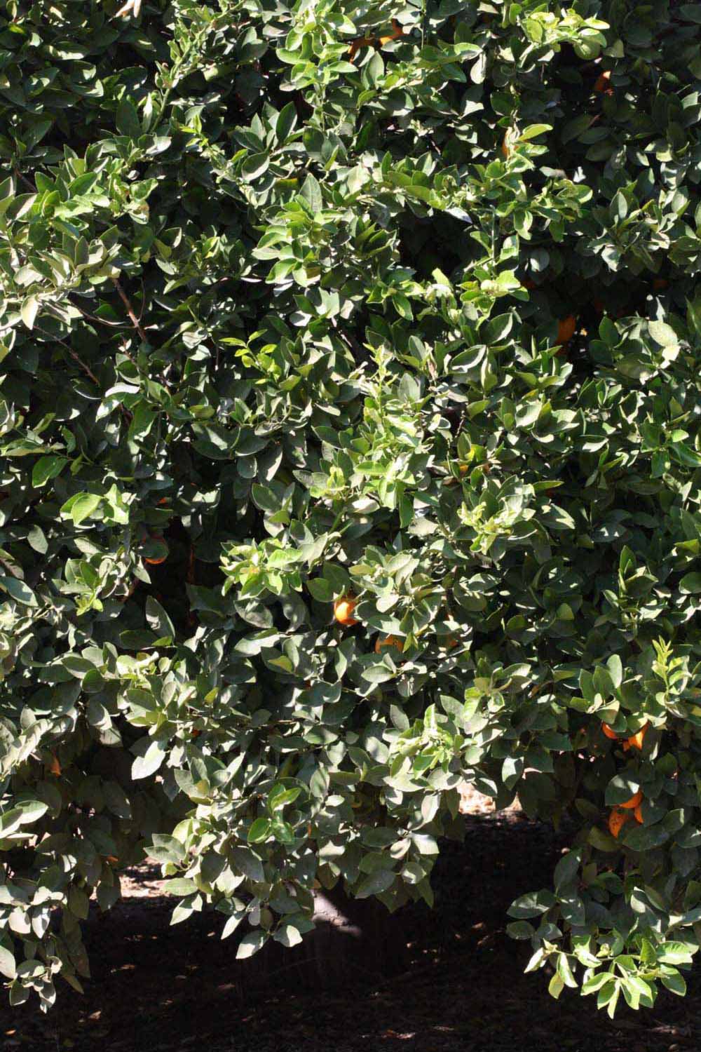            Habit (Riverside, CA)   